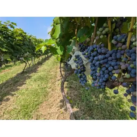東京ルージュ、ロゼ、ブラン、3本セット【配送不可地域：離島】【1559987】
