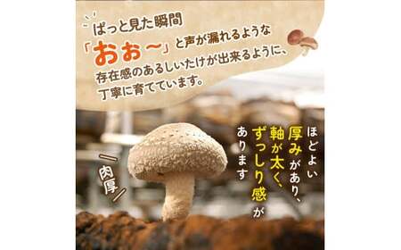 葛城市産生しいたけ（1kg） 15個前後 椎茸 シイタケ 生 国産 セット 1kg 新鮮 菌床 スライス 奈良県 葛城市【kobo004】