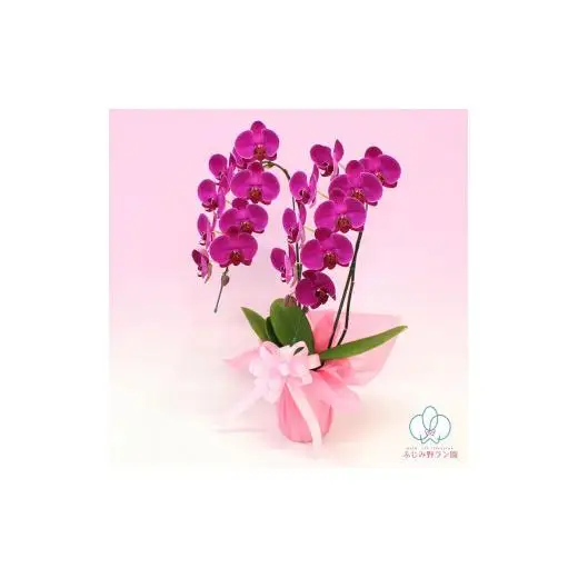 中輪胡蝶蘭　恋姫2本立ち（ラッピング付）