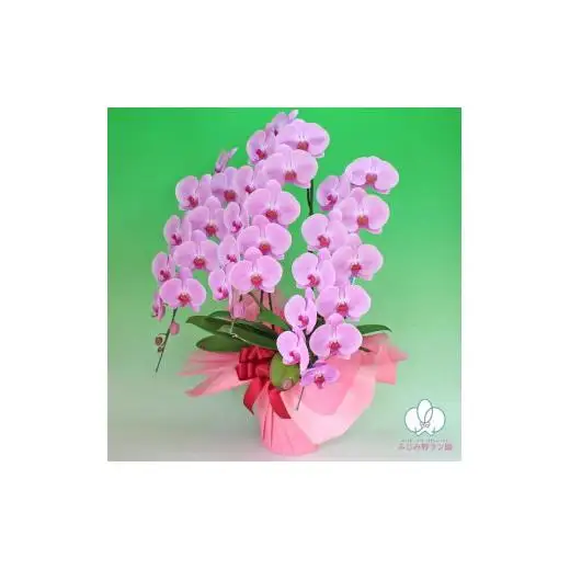 大輪胡蝶蘭　ピンク3本立ち（36輪クラス）（ラッピング付）