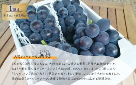 藤稔とシャインマスカットの人気セット! 各2.0kgの満足便!(定期便)(岡山県産) 【2026年先行予約】【KF-T052-04】