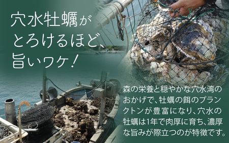河端水産の岩牡蠣【むき身・加熱用】約500g  / 岩牡蠣 奥能登 