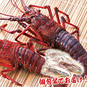 【漁師直送／活〆冷凍】伊勢海老（3kg／6～15尾）（KBL-20)