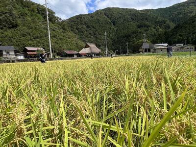 料理旅館きぐすりや　令和7年産 　特別栽培米キヌヒカリ 10kg