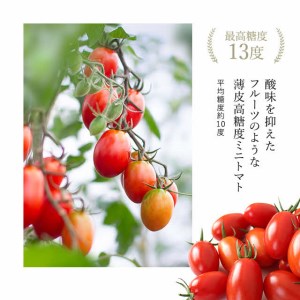 2026年発送 先行予約 金賞受賞 北海道フルーツミニトマト【ジェルバ】1.2kg【Farm of Soul】2023野菜ソムリエサミット金賞 先行受付 トマト とまと ミニトマト 野菜 高糖度 甘い 北海道 比布町 ぴっぷ 1010-001