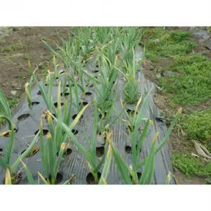 ＼期間限定／採りたて 生にんにく 1.2kg (BJ018)
