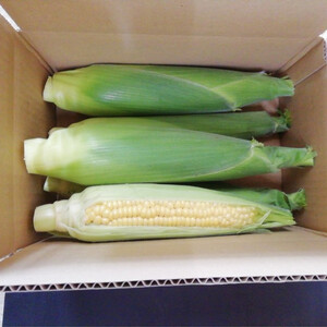 とうもろこし ゴールドラッシュ 4本