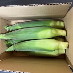 とうもろこし ゴールドラッシュ 5本