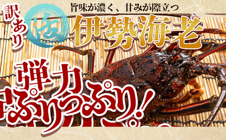 伊勢海老 活 計750g イセエビ【伊勢海老】 eb-0055