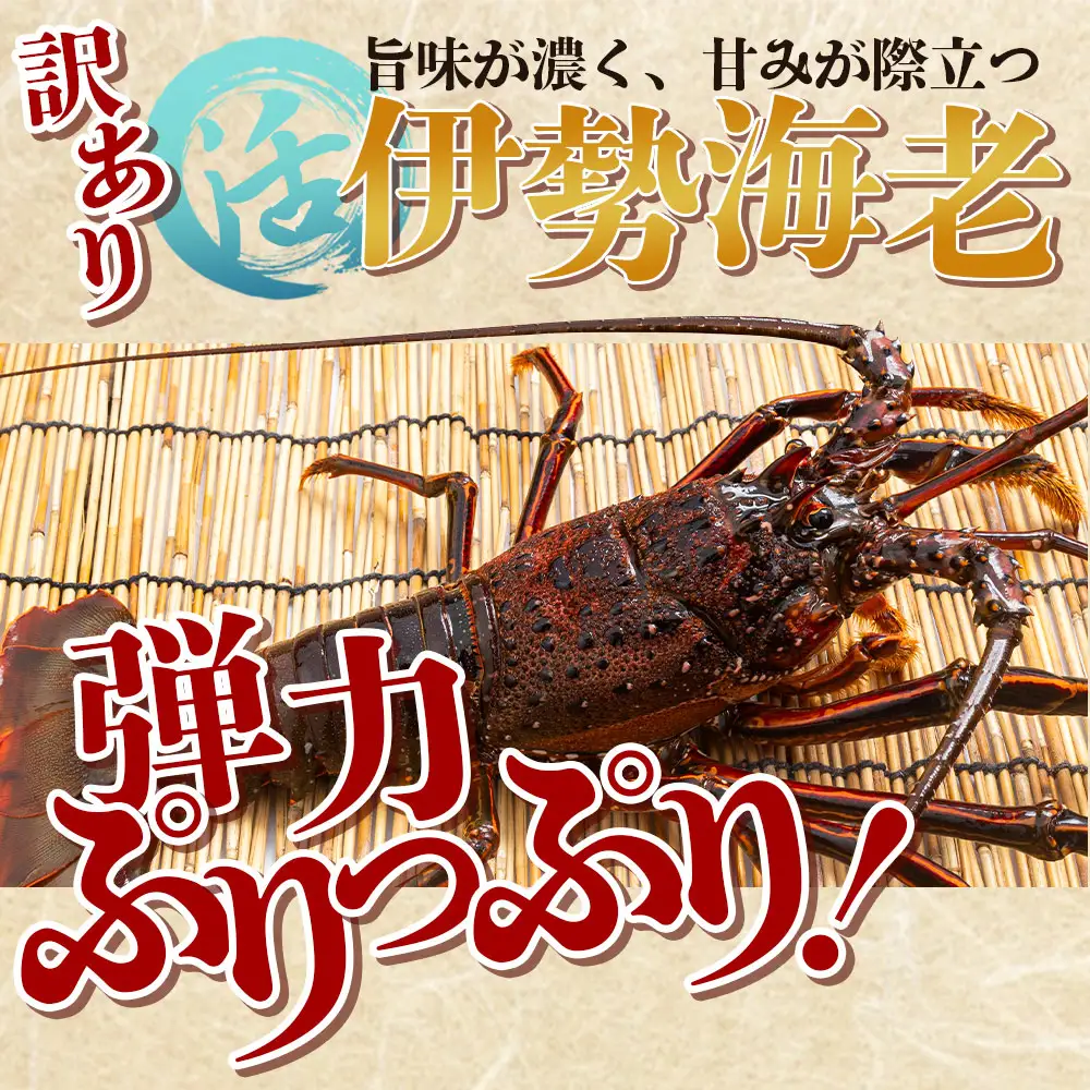 【 伊勢海老 】 伊勢海老 1〜5尾 計1kg eb-0056