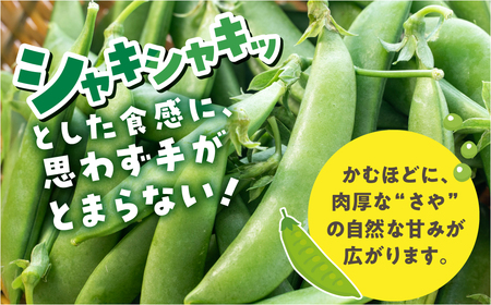 ≪先行予約≫スナックエンドウ 約500g エンドウ スナップエンドウ サラダ 野菜 料理 夕飯 おかず 栄養バランス シャキシャキ 高糖度 糖度 旬 旬の野菜 健康 愛知県 豊橋市 1万円 10000円