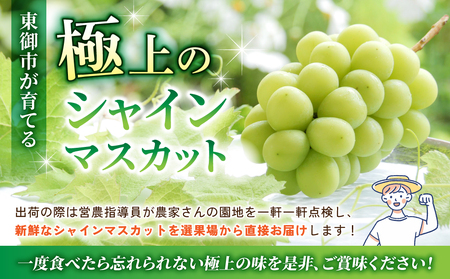 【先行受付2026年発送】東御市産シャインマスカット2房【秋お届け】大粒 高評価 信州