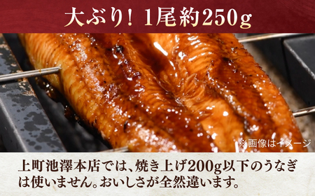 高知産 うなぎ 蒲焼き 3尾入（約250g×3尾） / 国産 うなぎ 鰻 ウナギ 蒲焼 味付き 【池澤本店】[ATAU007]