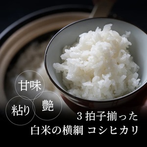 Y985 因幡の白兎米 コシヒカリ 令和8年産 精米済 20kg（5kg×4袋）