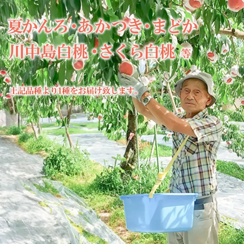 No.3113 福島の桃 約3kg品種・玉数おまかせ【2026年発送】
