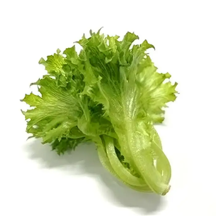 No.014 不揃いのレタスたち（フリルレタス）500g×1袋