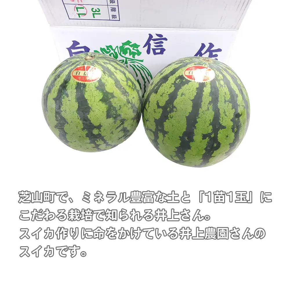 No.012 井上さんの西瓜「自信作（赤肉スイカ）」2Lサイズ以上2玉 ／ スイカ すいか 西瓜 2L 完熟 糖度 高糖度 甘い シャリ感 果物 フルーツ 旬 産地直送 お取り寄せ 贈答 ギフト 暑中見舞い 夏休み デザート 千葉県