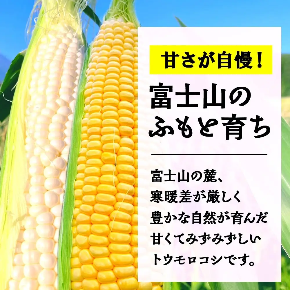 【2026年先行予約】とうもろこし イエロー ＆ ホワイト 2種 食べ比べ 恵味ゴールド 白い恵味 400g以上 各6本 計12本 野菜 おやつ 旬 産地直送 送料無料 湖南野菜出荷組合 山梨県 富士河口湖町