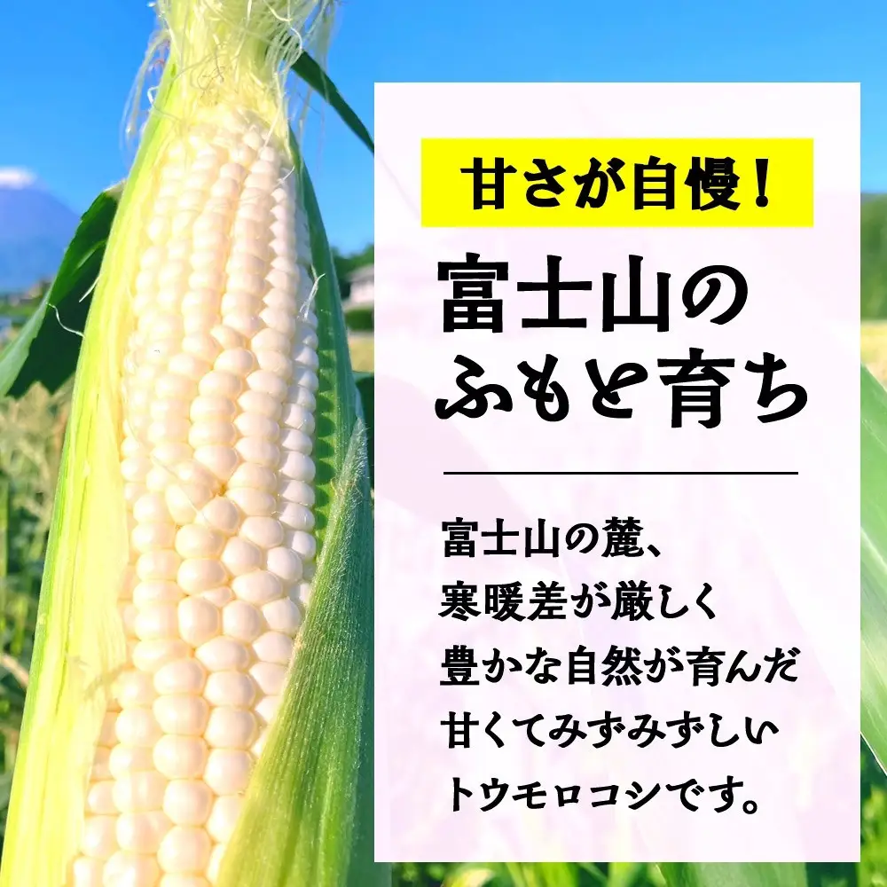 【2026年先行予約】とうもろこし 白い恵味 ホワイト 400g以上×12本 計4.8kg以上 高糖度 トウモロコシ スイートコーン 玉蜀黍 白 夏野菜 ジューシー 野菜 おやつ 甘い 旬 産地直送 送料無料 湖南野菜出荷組合 山梨県 富士河口湖町