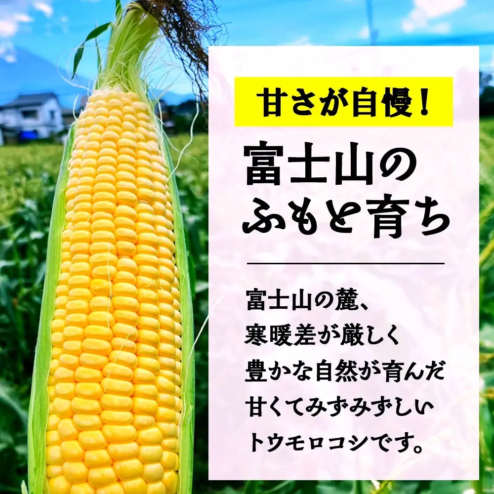 【2026年先行予約】とうもろこし 恵味 ゴールド 400g以上×12本 計4.8kg以上 高糖度 トウモロコシ スイートコーン 玉蜀黍 イエローコーン 黄 夏野菜 甘い ジューシー 野菜 おやつ 旬 産地直送 送料無料 湖南野菜出荷組合 山梨県 富士河口湖町
