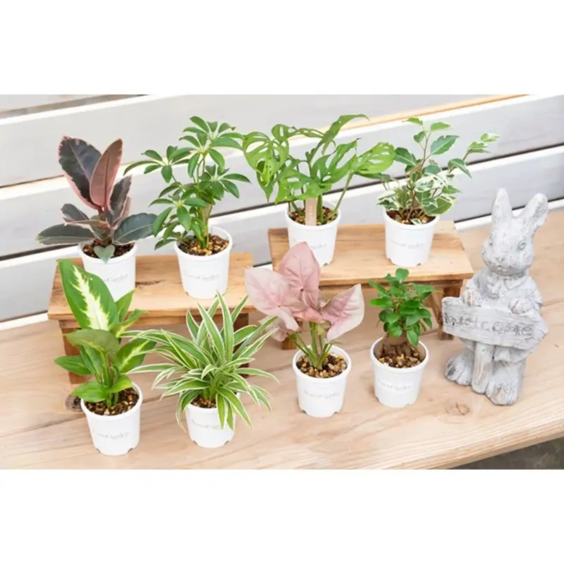 季節の植物 2号鉢 5点セット【発送可能時期：4月上旬～7月末、9月上旬～11月末】観葉植物