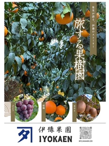 【2026年先行予約】 ニューピオーネ 約2kg 【2026年8月上旬から順次発送予定】 ぶどう 葡萄 種無し 果物 愛媛 人気 伊豫果園 伊予市｜B390