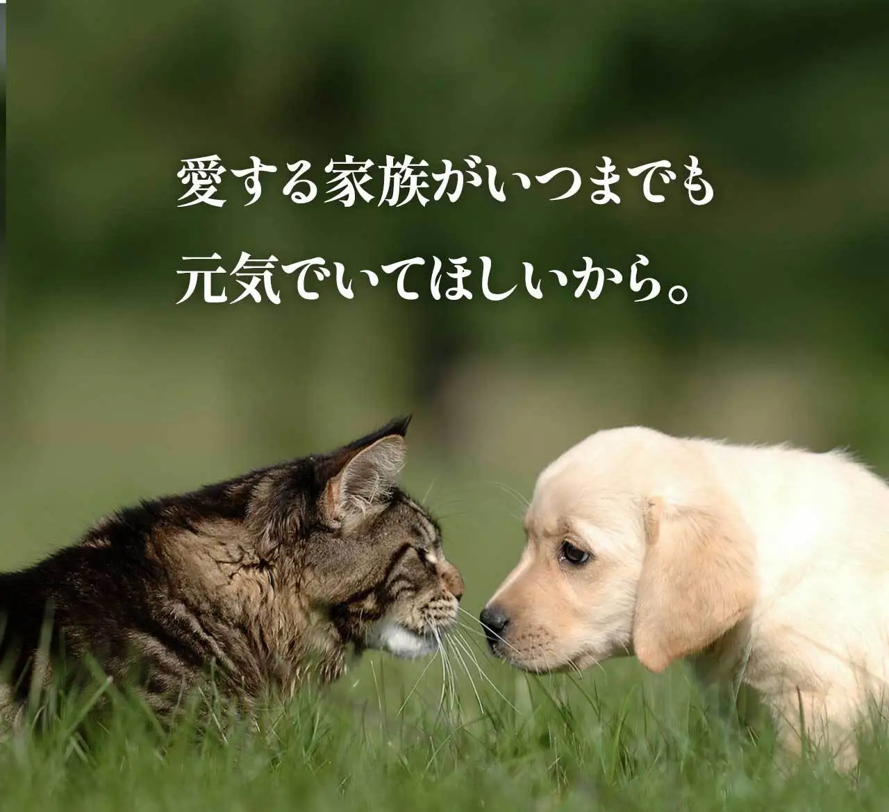 【鹿児島県大隅産】千歳鰻　うなぎ の 頭 の ペットフード　1袋3個入り×10袋｜ペットフード