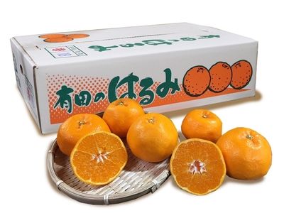 【先行予約】【まごころ手選別】和歌山県産 はるみ 約6kg ご家庭用 S～4Lサイズ混合 柑橘