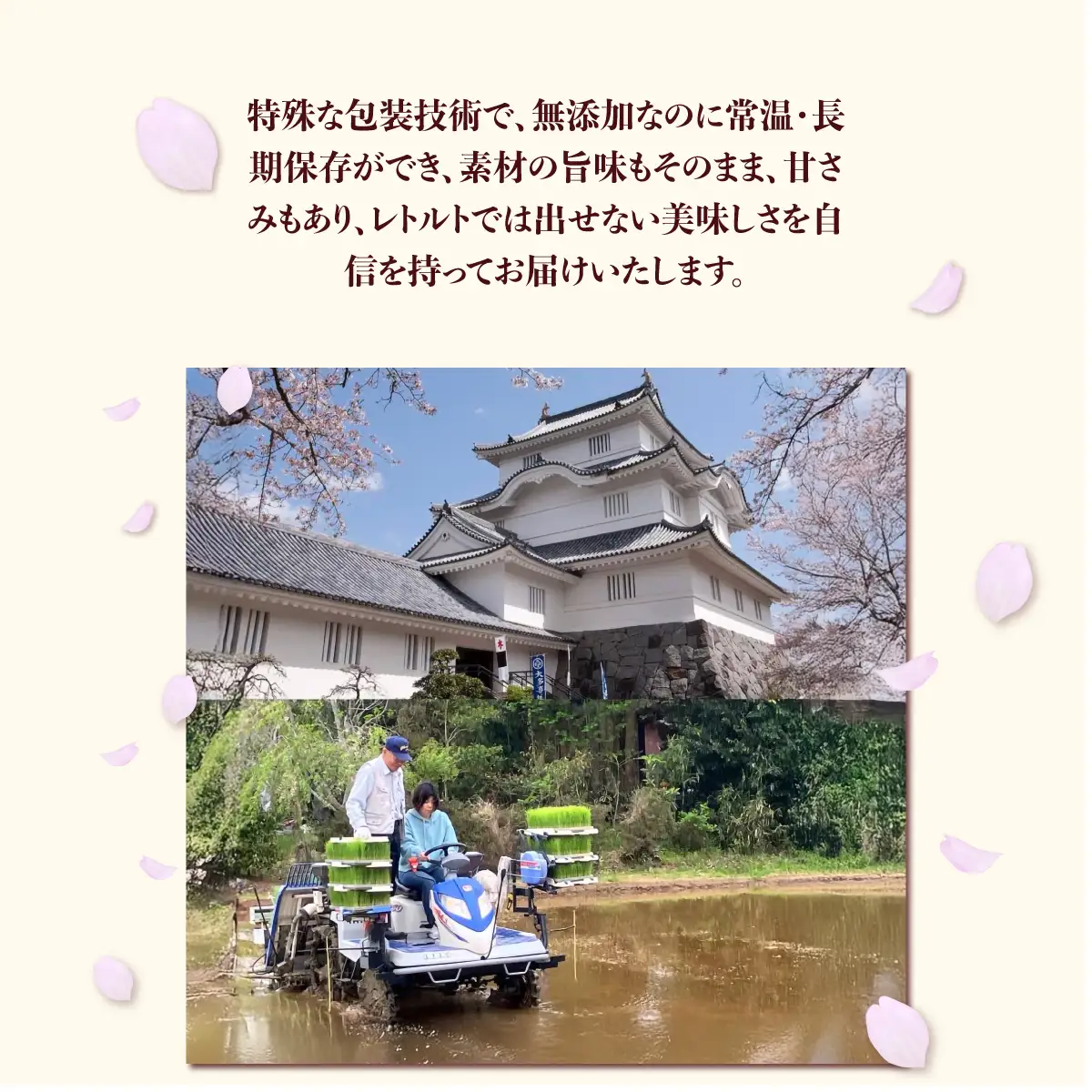 玄米ごはん２００g×１２　ふるさと納税 米 こめ コメ ごはん ご飯 コシヒカリ 玄米 200g 6パック セット 2箱 計12個 長期保存 常温 無添加 お弁当 キャンプ 備蓄 非常食 千葉県 大多喜町 KP02501
