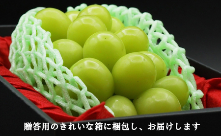 【令和８年度先行予約】贈答用！希少価値の高い高級シャインマスカット（１房 ６００ｇ以上）　シャイン シャインマスカット マスカット 葡萄 ぶどう ブドウ 果物 くだもの フルーツ 山梨 やまなし 富士川町 ギフト プレゼント 贈り物
