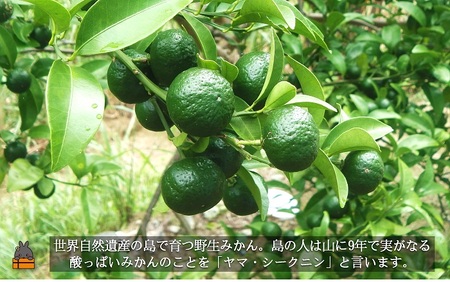 ～野生の島みかんの味～徳之島のヤマ・シークニン果汁（300ml×2本） ( 調味料 柑橘 果物 薬味 果汁 香り 酸味 ドレッシング 野生みかん みかん ヤマシークニン 奄美 鹿児島 鍋 焼き魚 料理 お酒 焼酎 酸味 ダイキチ食品 )