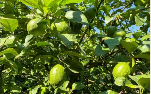 グリーンレモン 2kg サイズ大小混合 和歌山県産 / 柑橘 産地直送 レモン ※2026年10月中旬頃～11月下旬頃に順次発送予定 【uttn040-gr-2】