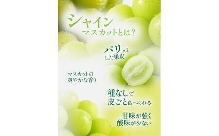 【岡山県産】晴王 シャインマスカット 約600g 1房 【2026年9月上旬～2026年11月下旬発送予定】 マスカット ぶどう ブドウ 葡萄