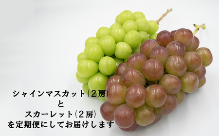 【やまなしのフルーツ定期便】シャインマスカット(緑)（２房・約１．３ｋｇ）＆スカーレット(赤)（２房・約１．４ｋｇ）食べ比べ定期便（２回発送）　ぶどう ブドウ 葡萄 食べ比べ 定期便 マスカット シャイン 赤ぶどう フルーツ 果物 くだもの 山梨 やまなし