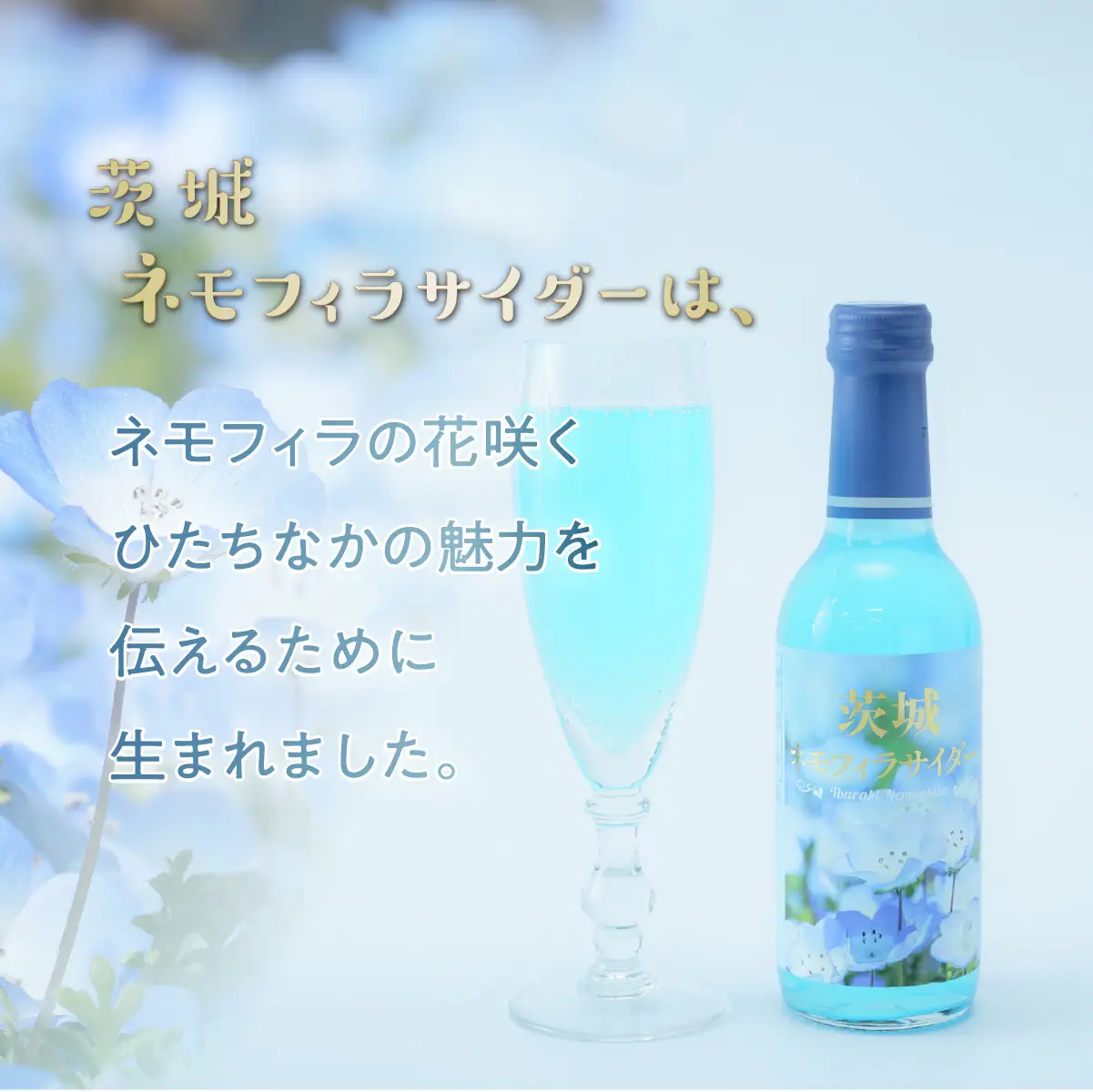 茨城ネモフィラサイダー　240ml×20本【1630240】