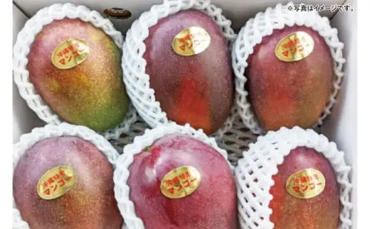 沖縄県豊見城市産アップルマンゴー 約2kg 