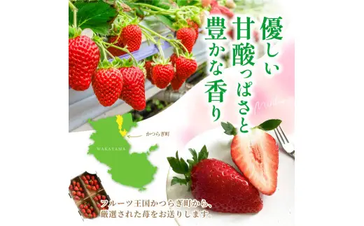 まりひめ イチゴ 4パック 食べやすいひと口サイズ M～L（15粒～20粒入×4パック）【先行予約】/ いちご 苺 果物 和歌山 フルーツ ※2027年1月中旬～3月下旬頃順次発送（お届け日指定不可） ※離島への配送不可【kgr500-ml-4】