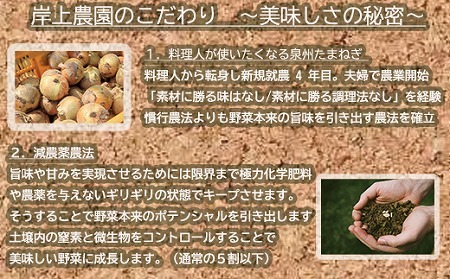 岸上農園　泉州玉ねぎ　約10kg