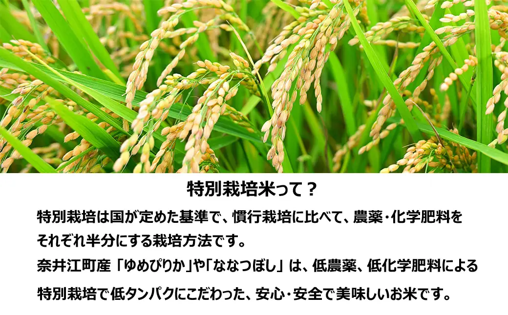 【定期便12回】北海道奈井江町　特別栽培米　ゆめぴりか　10kg【無洗米】