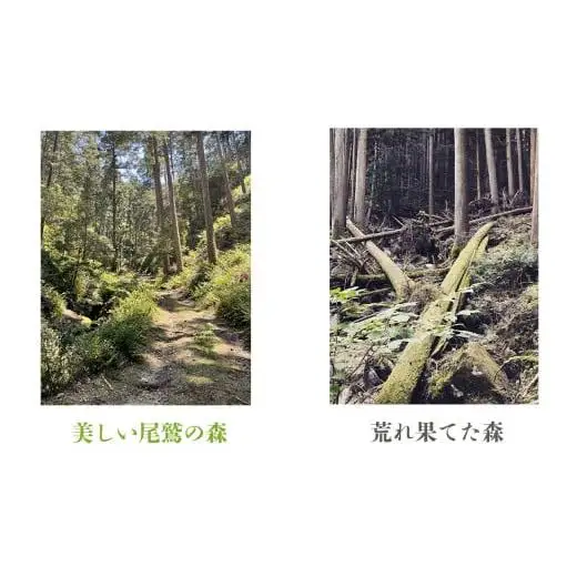 徳川御三家紀州藩の伝統を受け継ぐ三重県 尾鷲（オワセ）ヒノキ使用 BROOK 一枚板オーディオボード 長さ1,200×奥行350×高さ約400㎜　【家具 インテリア オーディオボード テレビ台 リビング 木製 伊勢 おすすめ ブランド メーカー オーダーメイド 手作り おしゃれ 木 ダイニング 家族 一人暮らし 脚 新生活 引越し 椅子 イス ブルック 三重県 四日市市 ふるさと納税】