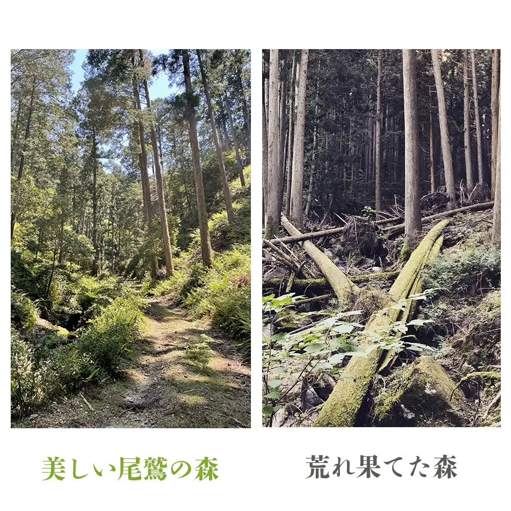 徳川御三家紀州藩の伝統を受け継ぐ三重県 尾鷲(オワセ）ヒノキの一枚板でローテーブルを作るワークショップ Mサイズ 長さ600～800×幅250～350×高さ約270㎜【家具 インテリア サイドテーブル リビング 体験 DIY 新婚 思い出 結婚 お祝い ギフト メーカー オーダーメイド 手作り おしゃれ 木 家族 一人暮らし 新生活 引越し ブルック 三重県 四日市市 ふるさと納税】