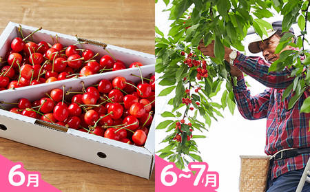 【定期便5回】明治9年にさくらんぼの栽培を開始したやまや園の嬉しい定期便 FY25-256