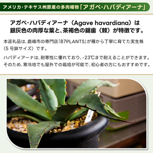 鹿嶋市産 実生アガベ・ハバディアーナ（5号鉢）【アガベ ハバディアーナ 多肉植物 鉢 茨城県 鹿嶋市 】（KCP-23）