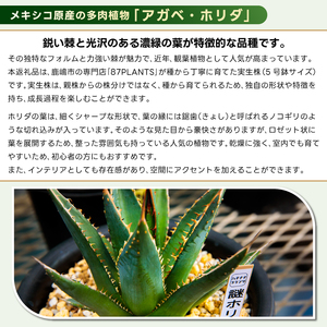 鹿嶋市産 実生アガベ 謎ホリダ【アガベ 謎ホリダ 多肉植物 鉢 茨城県 鹿嶋市 】（KCP-37）