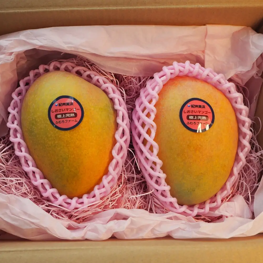 和歌山県産 樹上完熟しおさいマンゴー 2玉入り★2026年8月初旬頃より順次発送　［TM218］