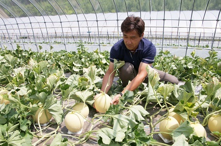 【2026年発送】中富良野産メロン赤肉・青肉　各1玉（1.6kg）【BQ-006】