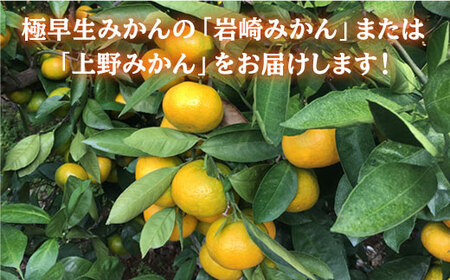  極早生みかん 5kg [CCZ001] みかん