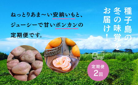 【先行予約】【定期便】 種子島 旬鮮セット 全２回 安納いも ポンカン 人気 種子島産 返礼品 南種子町 鹿児島 かごしま 【のっちーよ種子島】