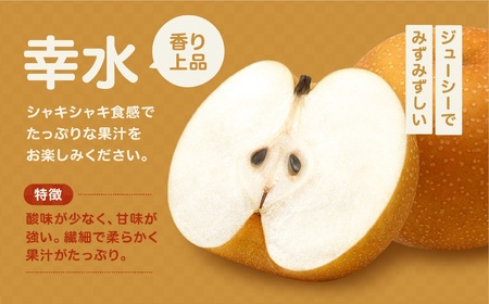 【8月中旬より発送予定】南信州産「幸水梨」約5kg 12～16玉 糖度11.0以上｜長野県 飯田市