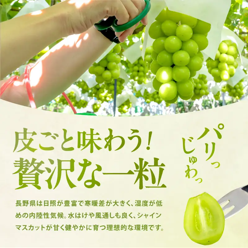 【9月下旬から発送予定】南信州産 甘い大粒 シャインマスカット 約1kg 2～3房｜長野県 飯田市